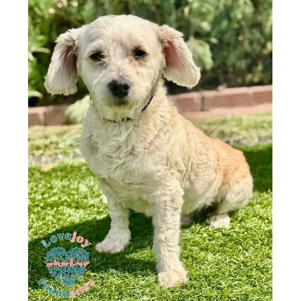 A young small-sized male White / Cream Miniature Poodle dog named Ducky Coh for adoption in Inglewood, CA