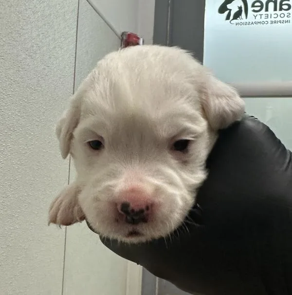 A baby small-sized male Shar-Pei dog named Cricket Green for adoption in El Cajon, CA