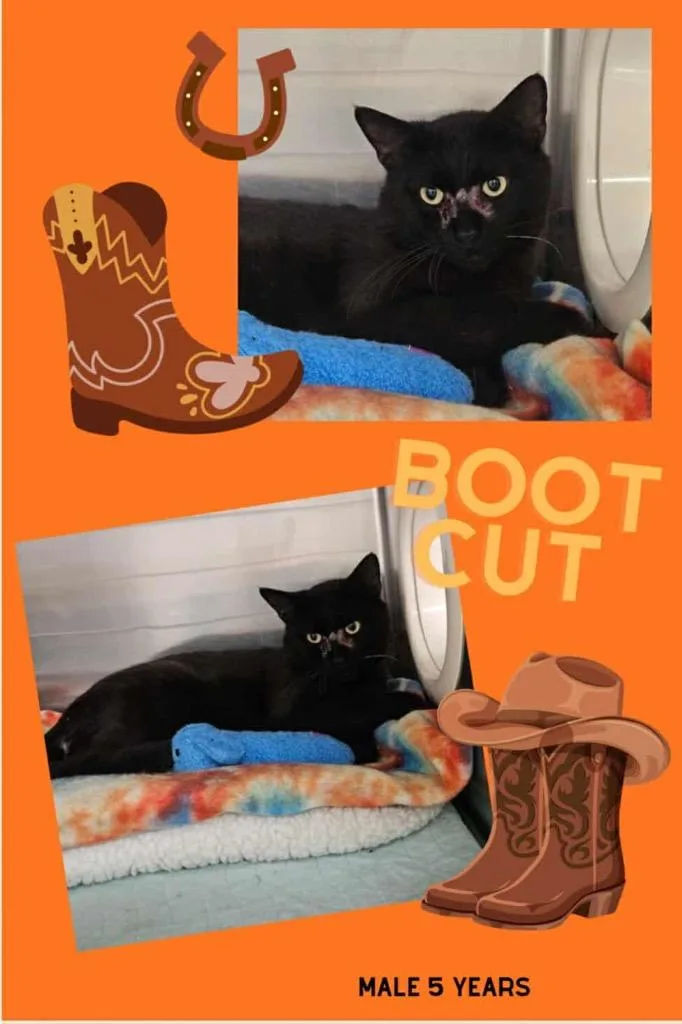 An adult medium-sized male Domestic Short Hair cat named Bootcut for adoption in Blountville, TN