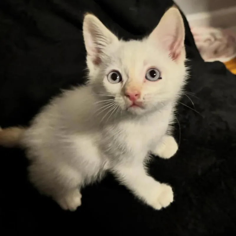 A baby small-sized male Flame Point Domestic Short Hair cat named Bao Bun for adoption in Orlando, FL