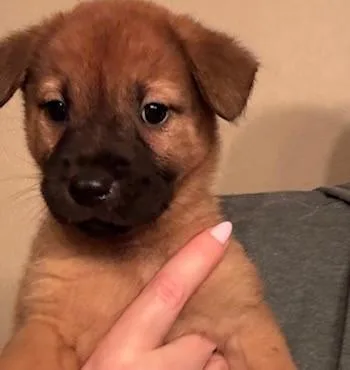 A young small-sized female Chow Chow dog named Bell for adoption in San Antonio, TX