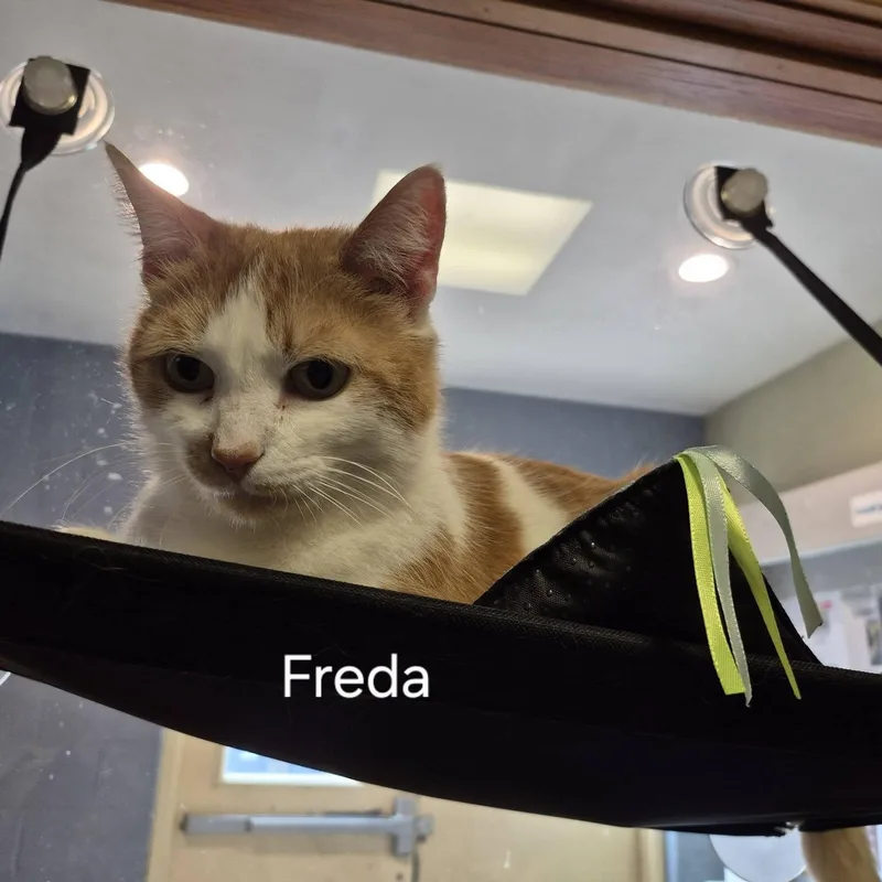 Freda