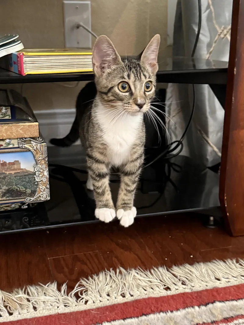 A baby medium-sized female Domestic Short Hair cat named Kentucky for adoption in Wesley Chapel, FL