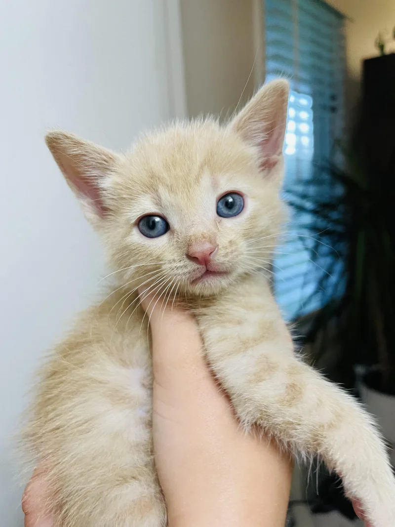 A baby small-sized male Tabby (Orange / Red) Domestic Short Hair cat named Yusu for adoption in Kirksville, MO