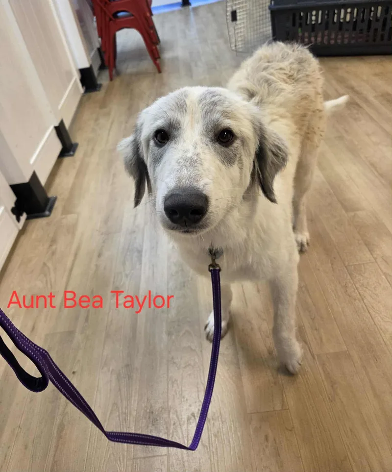 Aunt Bea Taylor