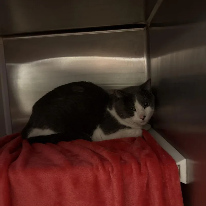 An adult medium-sized male Gray / Blue / Silver Domestic Short Hair cat named Harold for adoption in Council Bluffs, IA