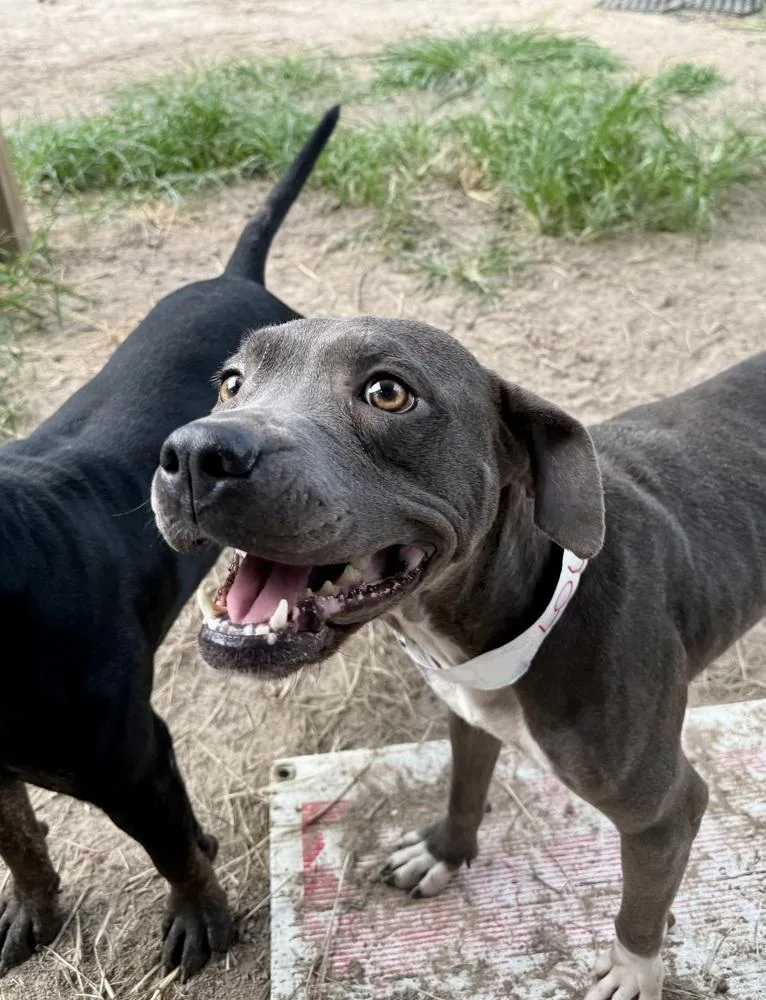 Lollipop 💜 thumbnail 2