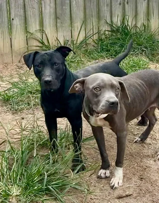 Lollipop 💜 thumbnail 3