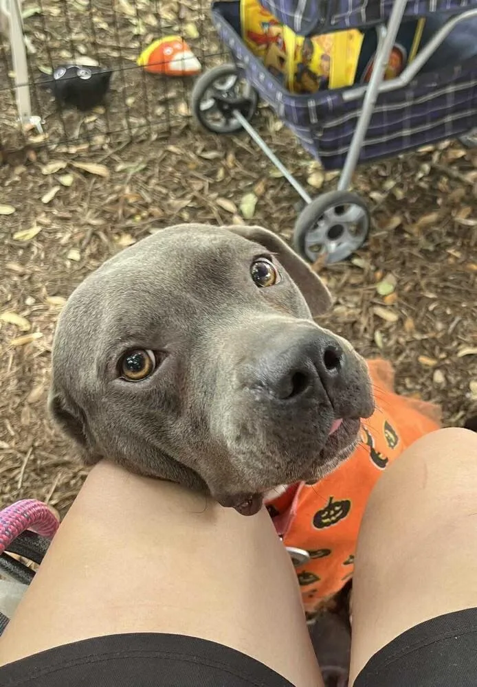 Lollipop 💜 thumbnail 5