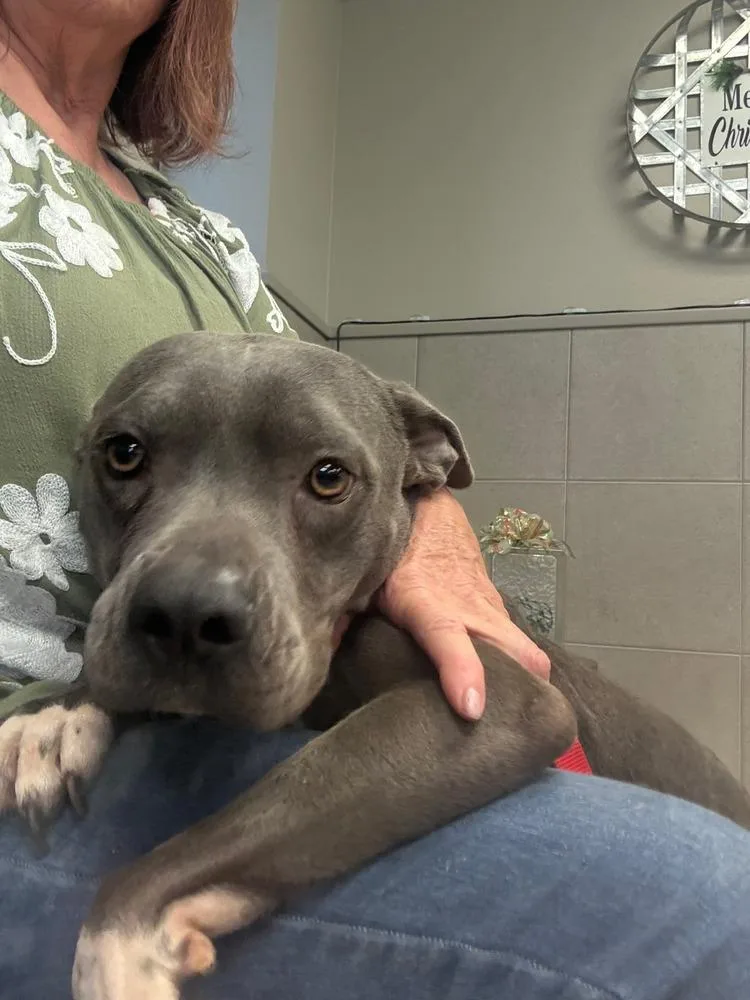 Lollipop 💜 thumbnail 6