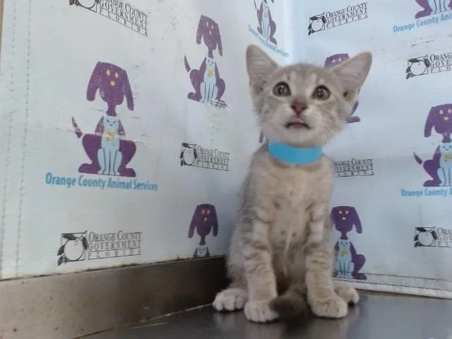 A baby small-sized female Domestic Short Hair cat named Fahsola for adoption in Orlando, FL