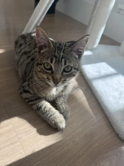 A baby small-sized male Domestic Short Hair cat named Zulu for adoption in Broomfield, CO