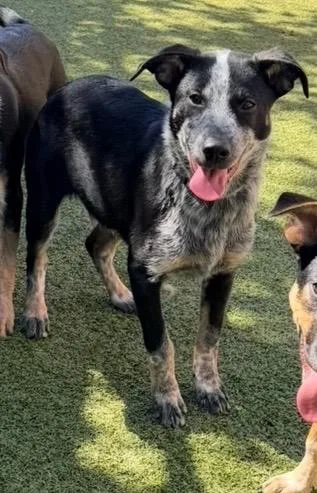 A baby medium-sized female Australian Cattle Dog / Blue Heeler dog named Andarna for adoption in Newcastle, OK