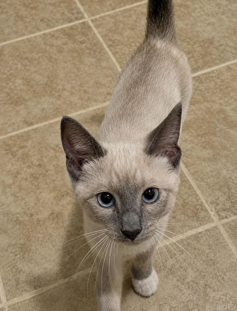 A baby medium-sized male White Siamese cat named Robby for adoption in Covington, LA