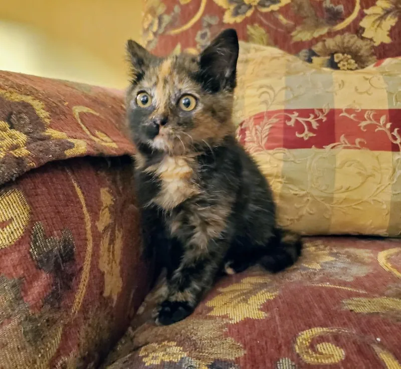 A baby small-sized female Domestic Short Hair cat named BelleJellybean for adoption in Glenfield, NY
