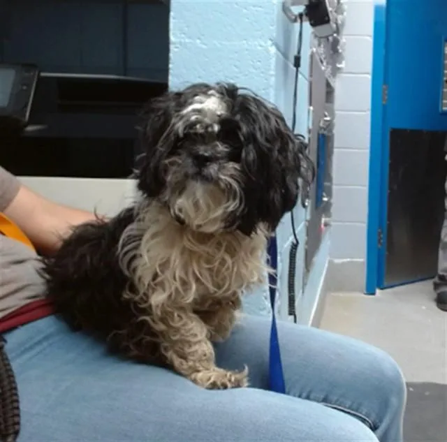 An adult small-sized female Shih Tzu dog named Oreo for adoption in Albuquerque, NM