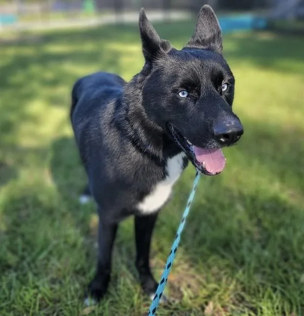 An adult large-sized male Mixed Breed dog named Fenrir for adoption in Palmetto, FL