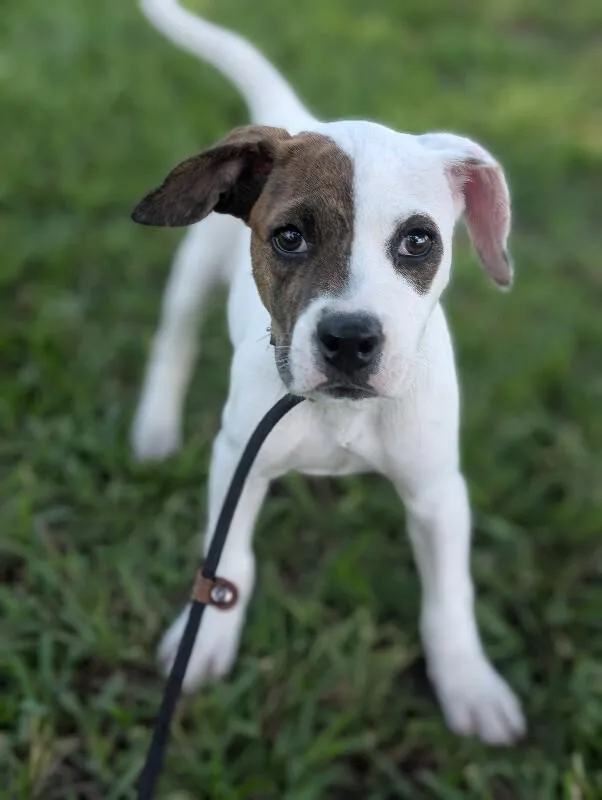 A baby small-sized female White / Cream Boxer dog named Elizabeth Taylor for adoption in Aiken, SC