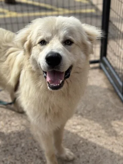 An adult large-sized male Great Pyrenees dog named Chudley for adoption in Morton Grove, IL