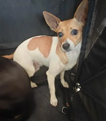 A young medium-sized female Chihuahua dog named A for adoption in Baldwin Park, CA