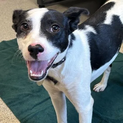 A young medium-sized female White / Cream Mixed Breed dog named Gingersnap for adoption in Lansing, MI