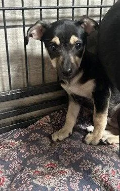 A baby small-sized male Chihuahua dog named Benny for adoption in Pipe Creek, TX