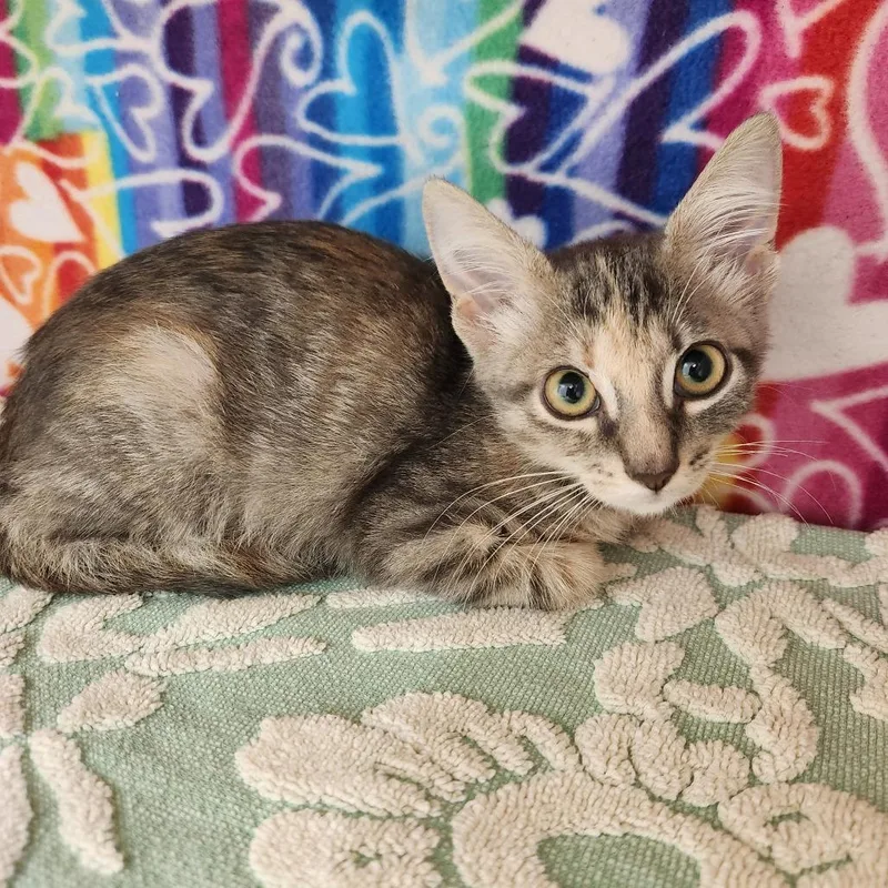 A baby small-sized female Torbie Domestic Short Hair cat named Abby for adoption in Naples, FL