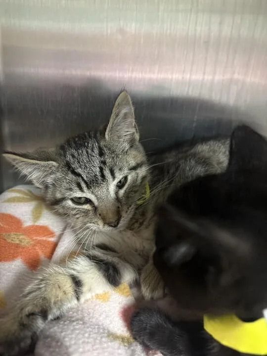 A young small-sized male Tabby (Brown / Chocolate) Domestic Short Hair cat named Wolverine for adoption in Cincinnati, OH