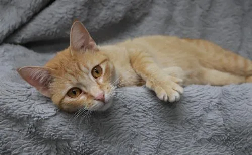 An adult medium-sized female Domestic Short Hair cat named Wumpy for adoption in Thief River Falls, MN