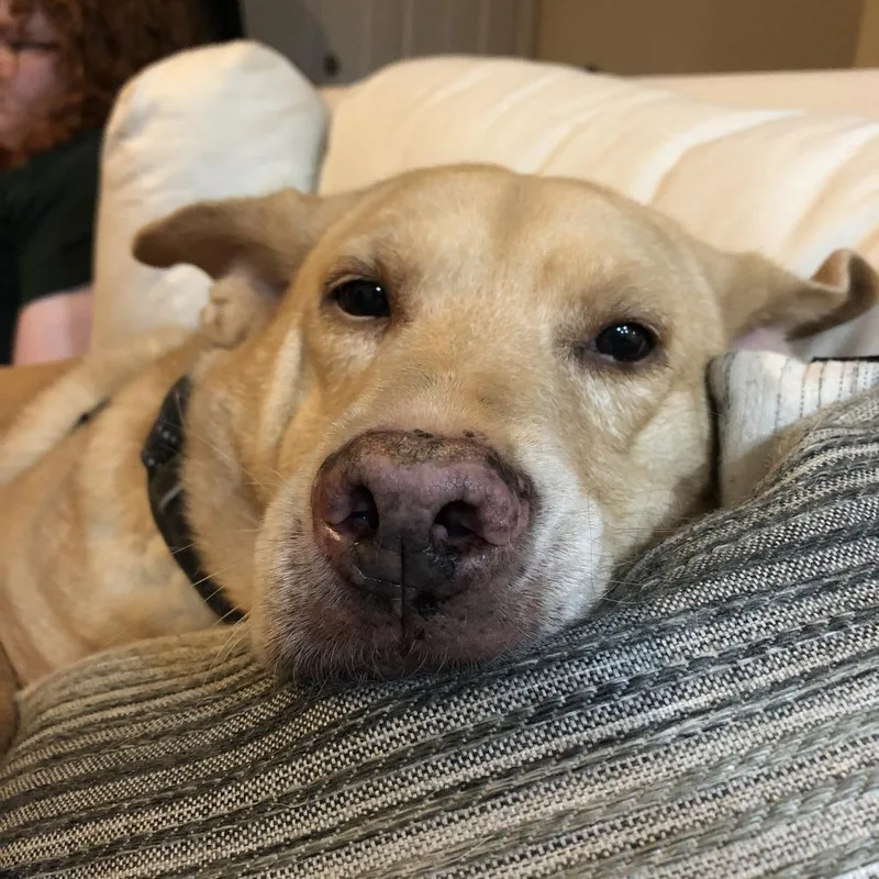 A senior medium-sized female Yellow / Tan / Blond / Fawn Labrador Retriever dog named Merry for adoption in Lynchburg, VA