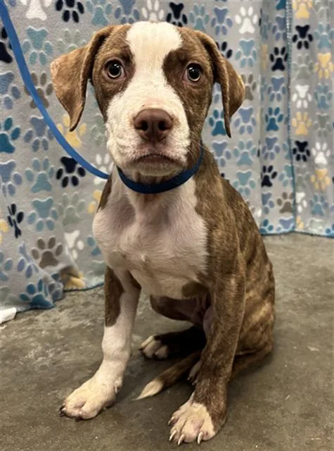 A baby small-sized male Labrador Retriever dog named Chocolate for adoption in Rosenberg, TX