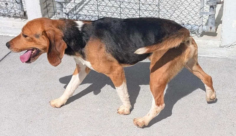 Beaglicious thumbnail 2