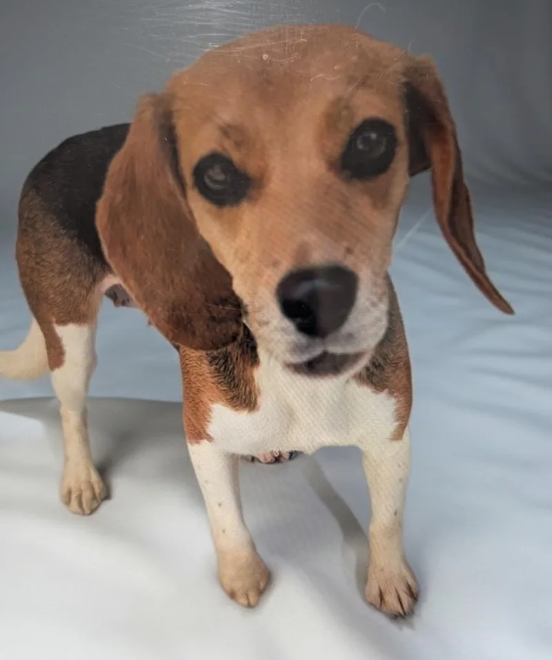 Beaglicious thumbnail 3