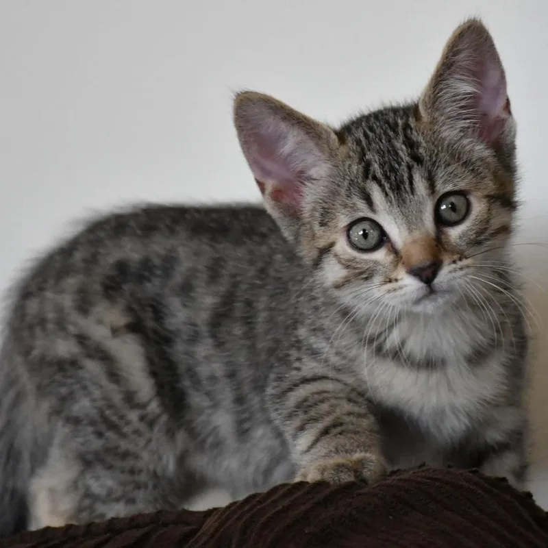 A baby small-sized female Gray / Blue / Silver Domestic Short Hair cat named Bengal for adoption in Los Angeles, CA