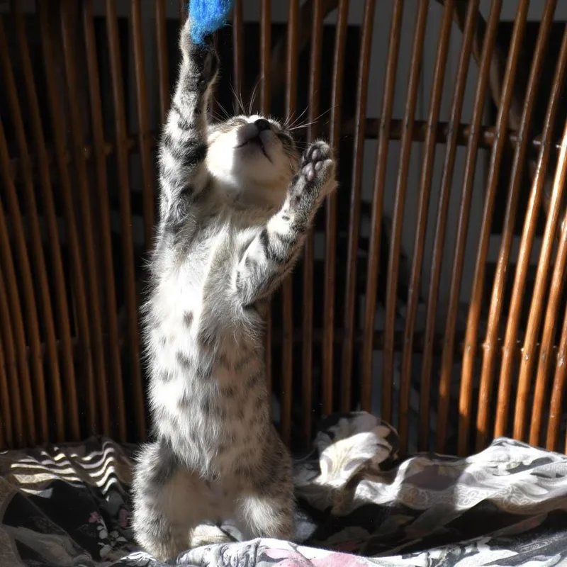 Bengal thumbnail 2