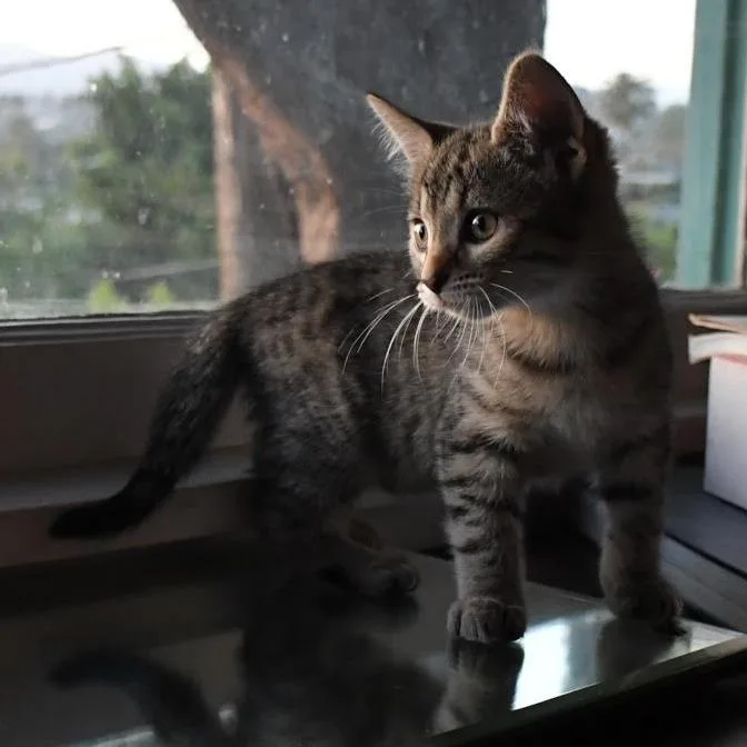 Bengal thumbnail 3