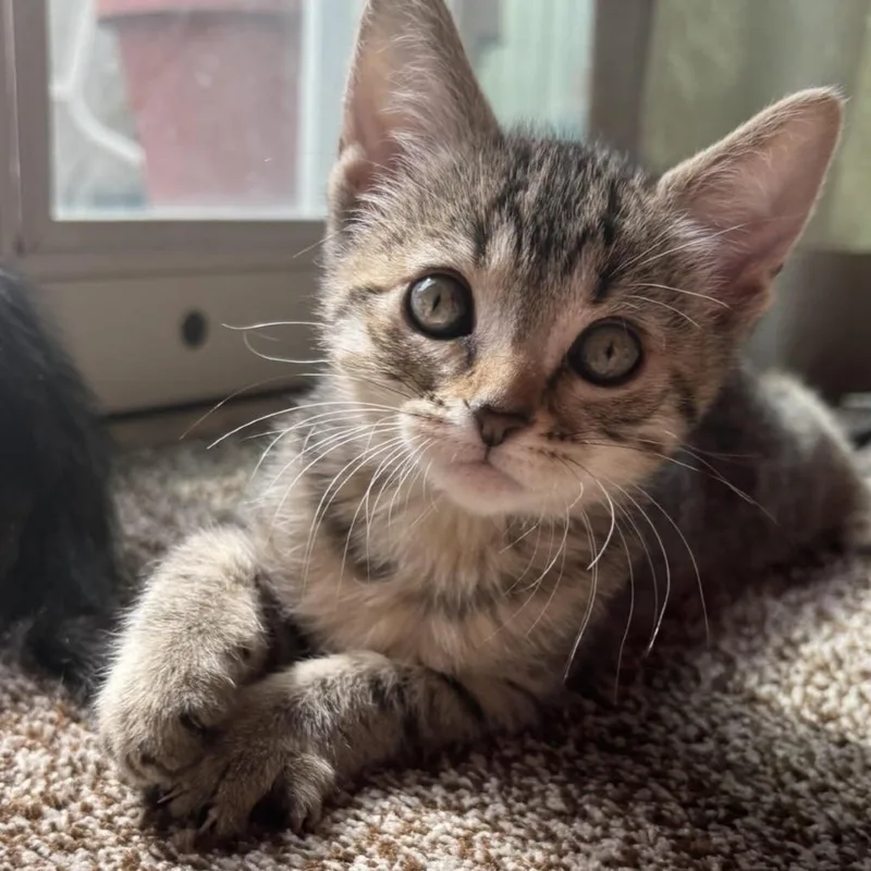 Bengal thumbnail 4