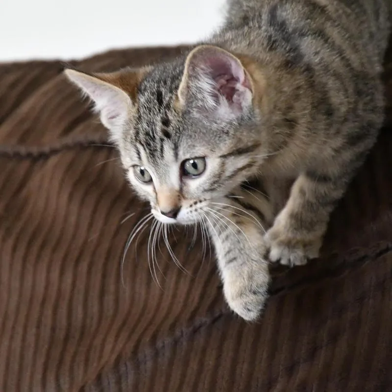 Bengal thumbnail 5