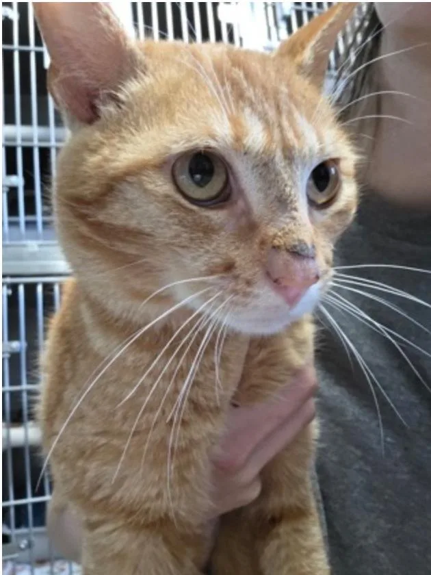 An adult medium-sized male Tabby (Orange / Red) Domestic Short Hair cat named Nappy for adoption in Marshall, NC