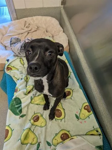 A young medium-sized female Terrier dog named Cinnamon for adoption in San Martin, CA