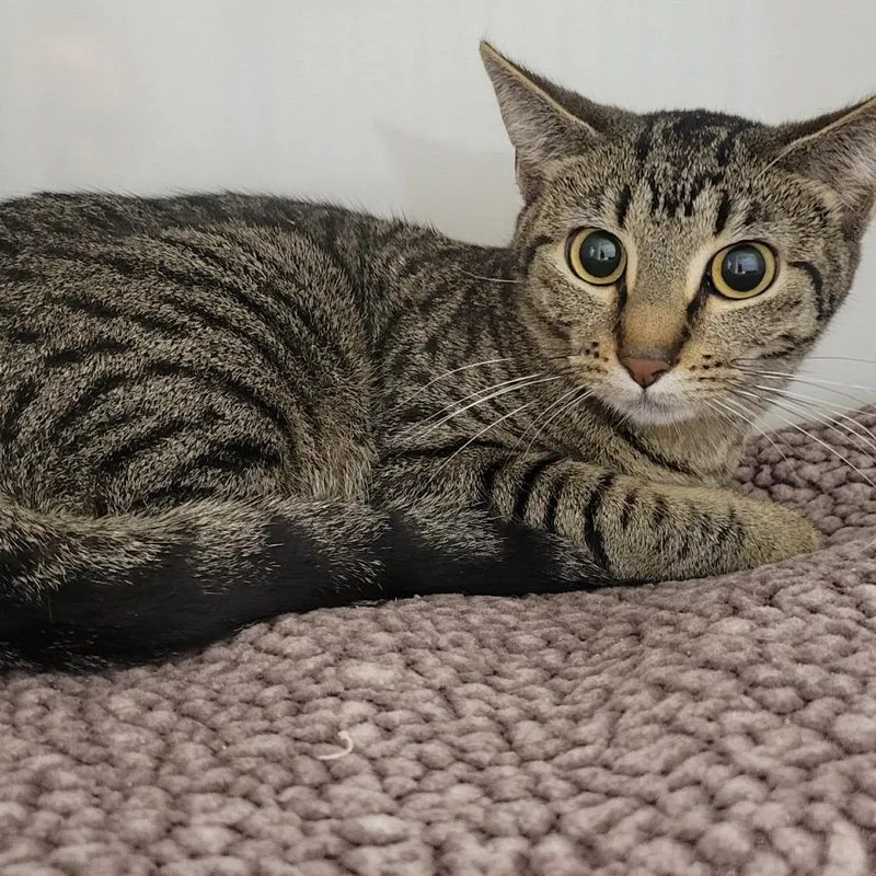 A young medium-sized female Domestic Short Hair cat named Nueva for adoption in Wheeling, IL