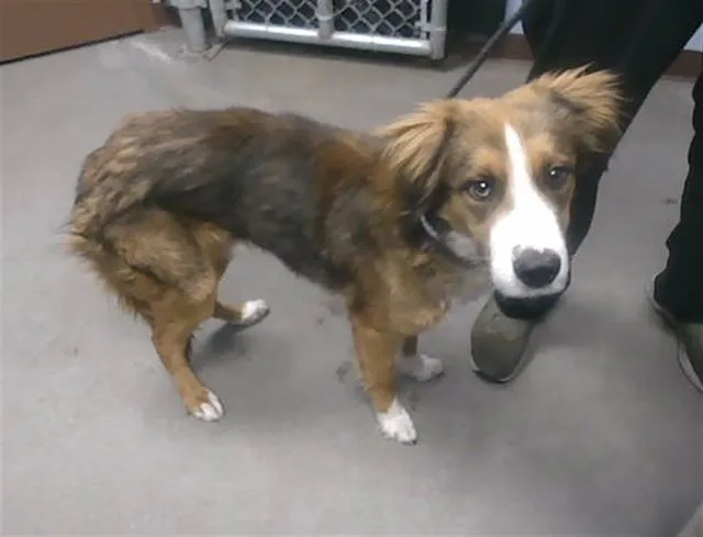 A young large-sized male Border Collie dog named Cj for adoption in Phoenix, AZ