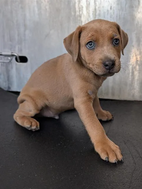 A baby medium-sized male Pit Bull Terrier dog named Hugo for adoption in San Antonio, TX