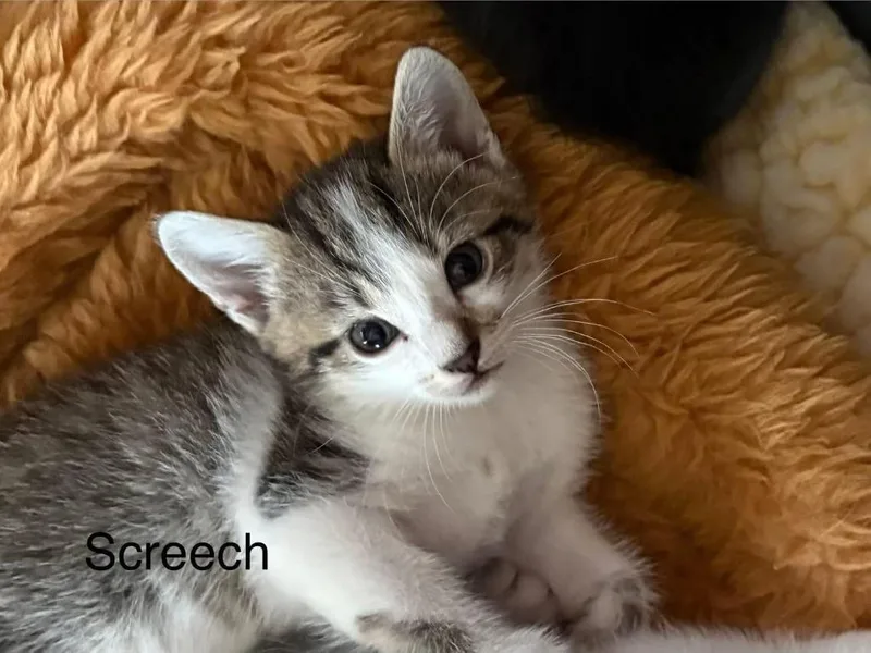 Screech thumbnail 4