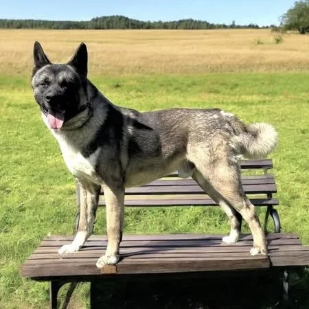 Mars Akita thumbnail 2