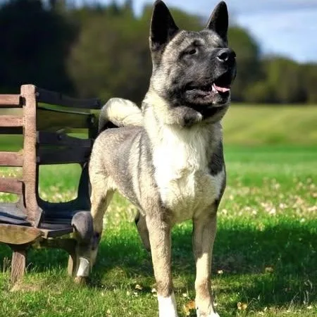 Mars Akita thumbnail 3