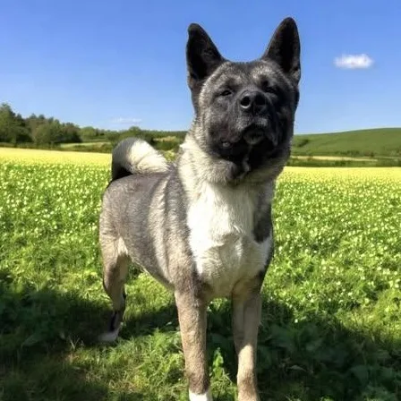 Mars Akita thumbnail 4