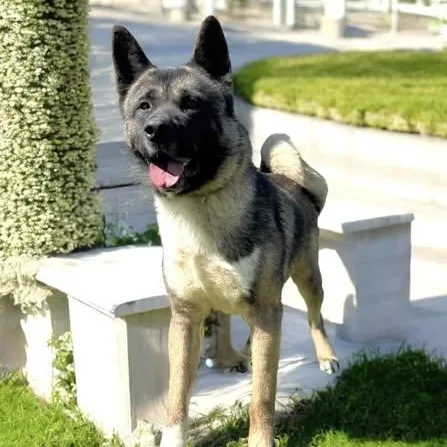 Mars Akita thumbnail 5