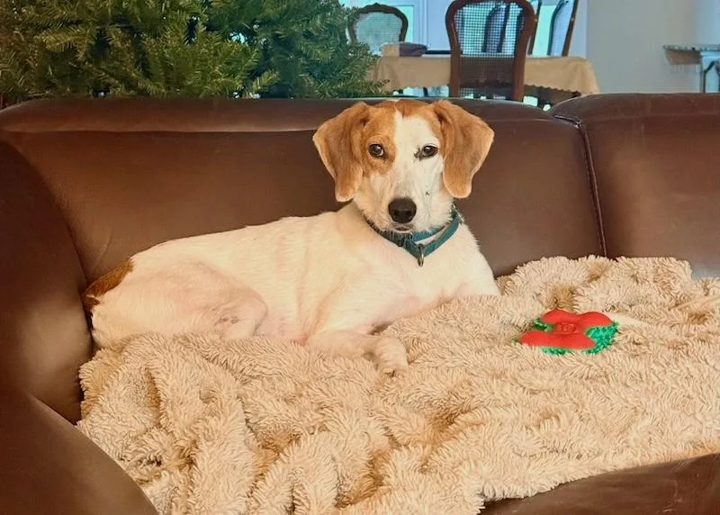 An adult medium-sized female White / Cream Treeing Walker Coonhound dog named Patches for adoption in Palm City, FL