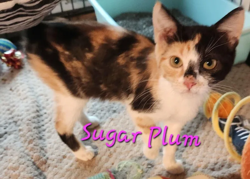 An adult medium-sized female Domestic Short Hair cat named Sugar Plum for adoption in Dallas, TX
